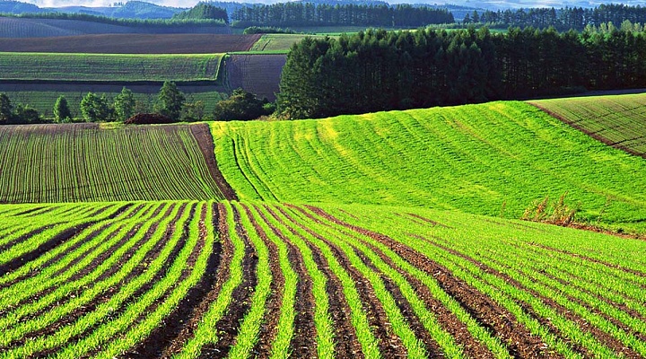 Госдума приняла закон о праве фермеров на аренду сельхозземель без торгов
